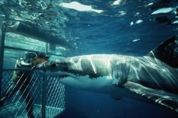 Shark Zone