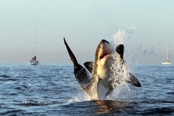 Shark Zone