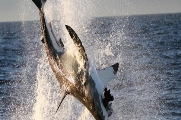 Shark Zone