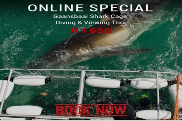 Shark Zone