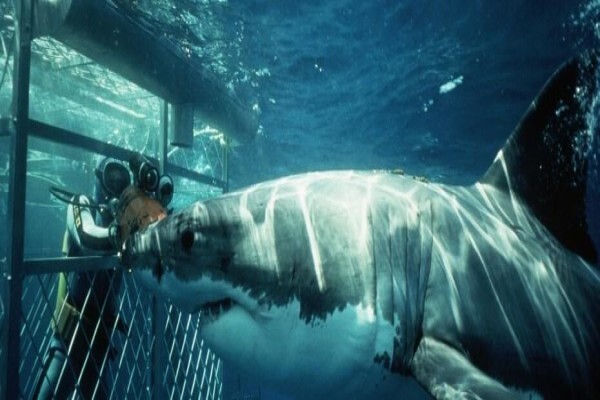 Shark Zone