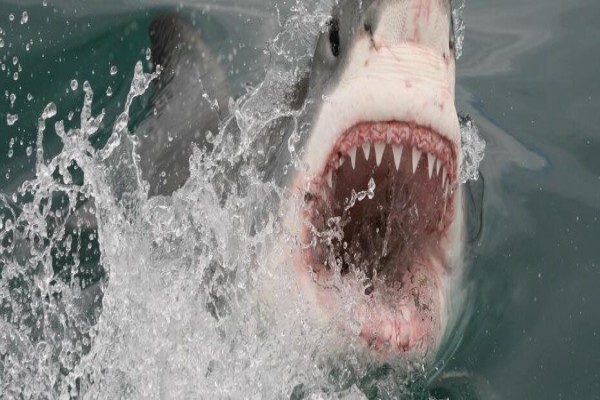 Shark Zone