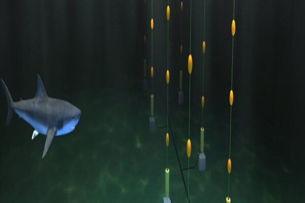 Shark