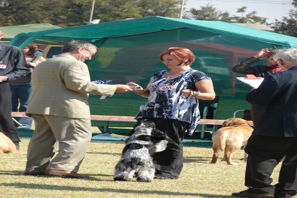 Sheer Perfection Pets Grooming Parlour