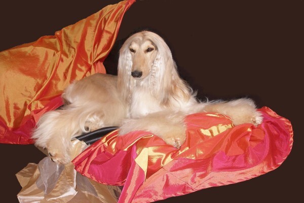 Sheer Perfection Pets Grooming Parlour