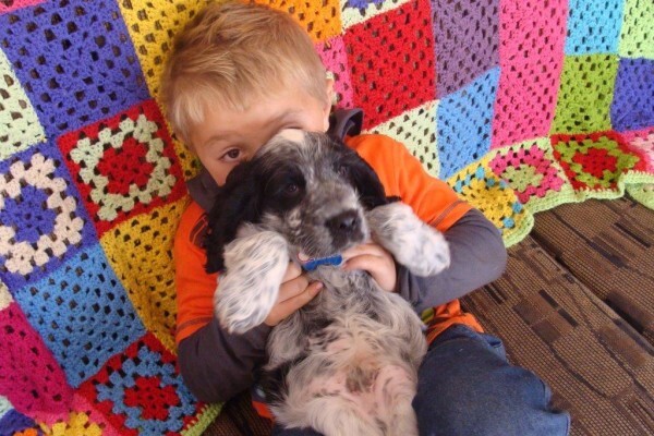 Sheer Perfection Pets Grooming Parlour
