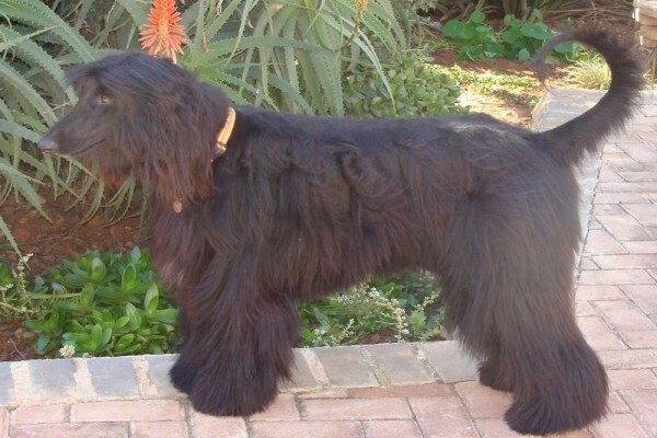 Sheer Perfection Pets Grooming Parlour