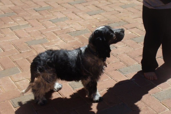Sheer Perfection Pets Grooming Parlour