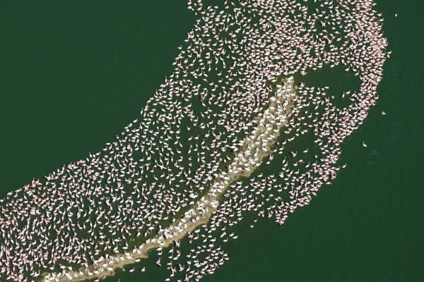 Save The Flamingo