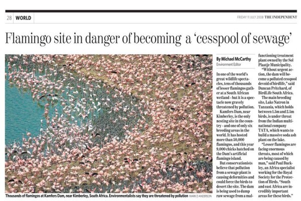 Save The Flamingo