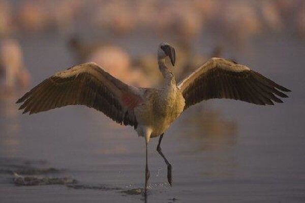 Save The Flamingo