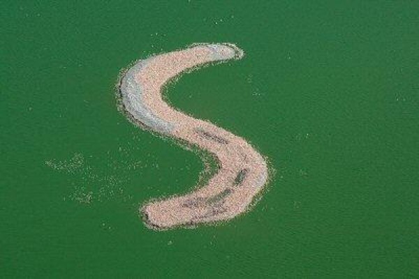 Save The Flamingo