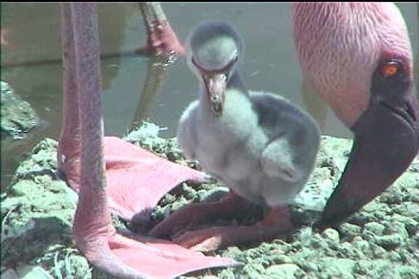 Save The Flamingo