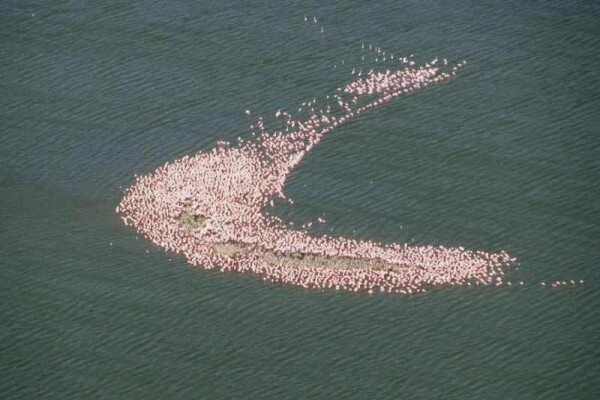 Save The Flamingo