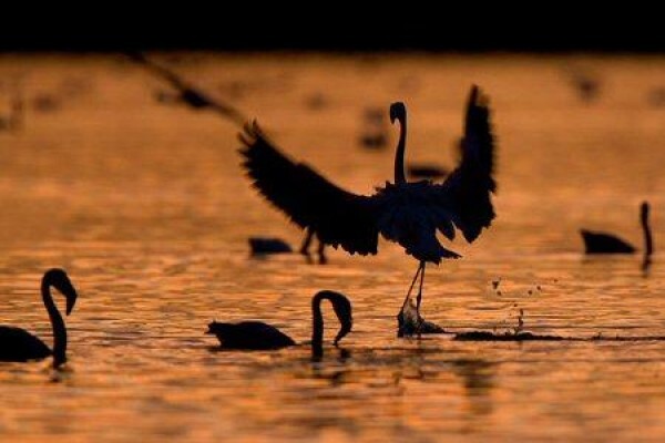 Save The Flamingo
