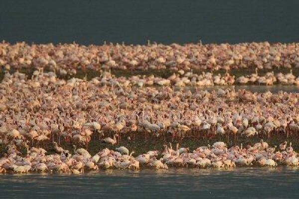 Save The Flamingo