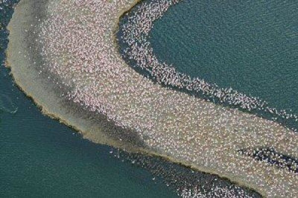 Save The Flamingo
