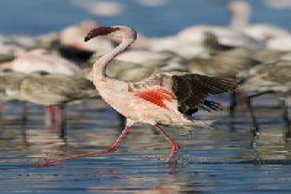 Save The Flamingo