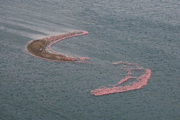 Save The Flamingo