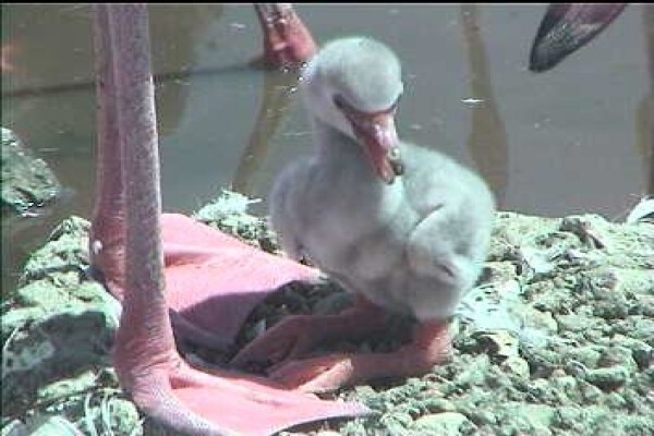 Save The Flamingo