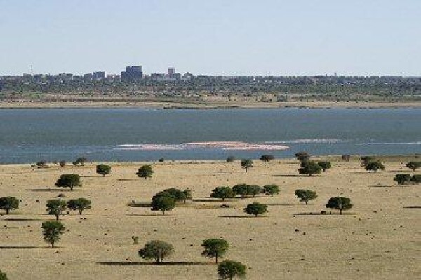 Save The Flamingo