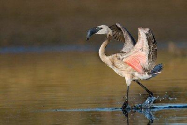 Save The Flamingo
