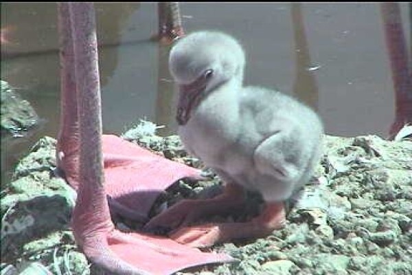 Save The Flamingo