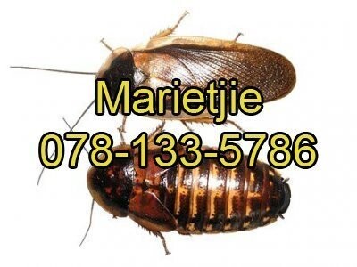 Sawormfarming Reptile Deli