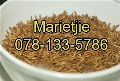 Sawormfarming Reptile Deli