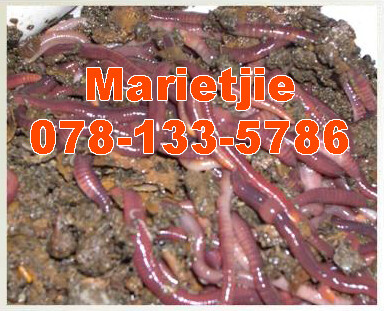 Sawormfarming Reptile Deli
