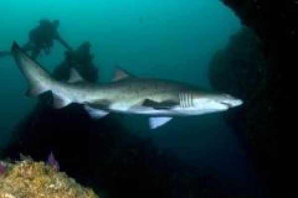 Scubaaddicts