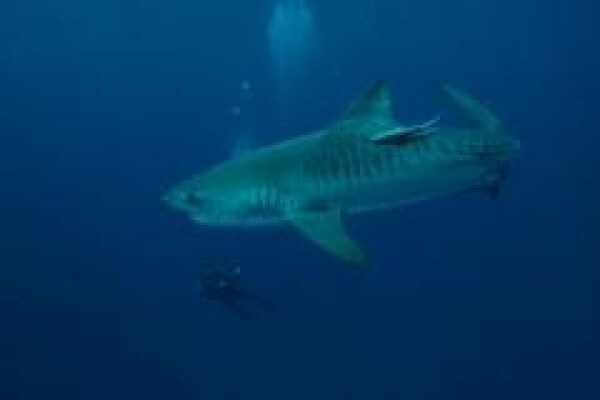 Scubaaddicts