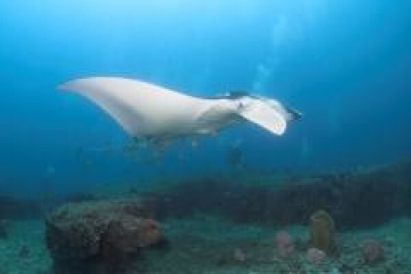 Scubaaddicts