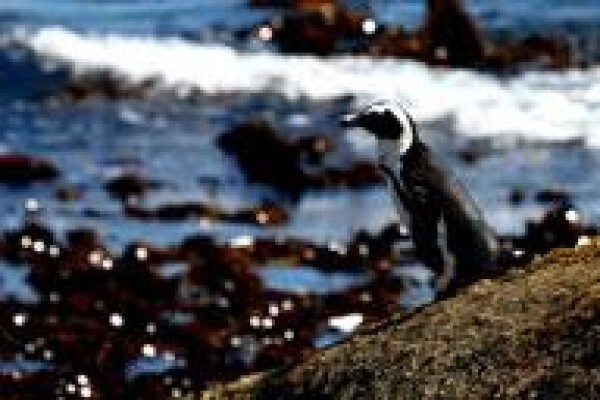 Simons Town Guest House