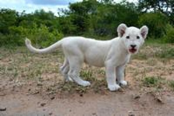 South Africa Travel Channel