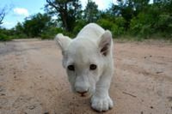 South Africa Travel Channel