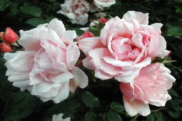 The Antique Rose Florist Pietermaritzburg & Kzn Midlands