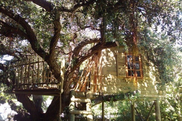 Treetops & Temples