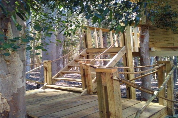 Treetops & Temples