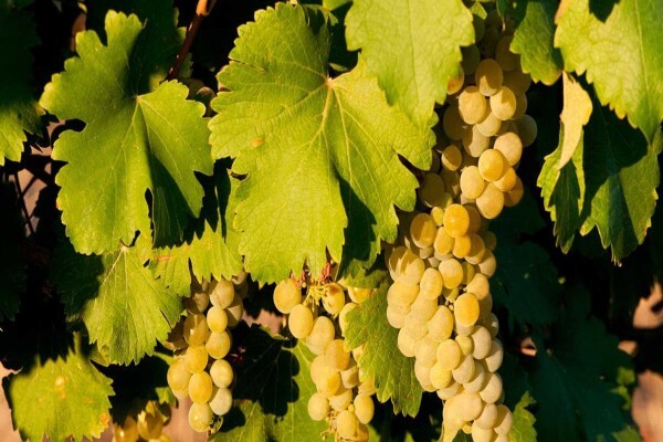 Tulbagh Wine Route
