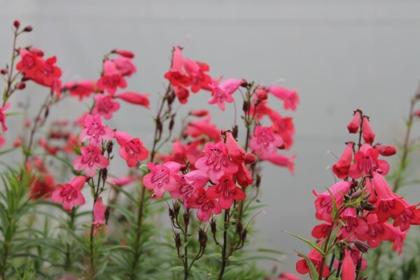 Veld And Fynbos Propagation Nursery