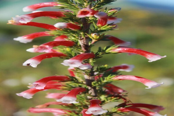 Veld And Fynbos Propagation Nursery