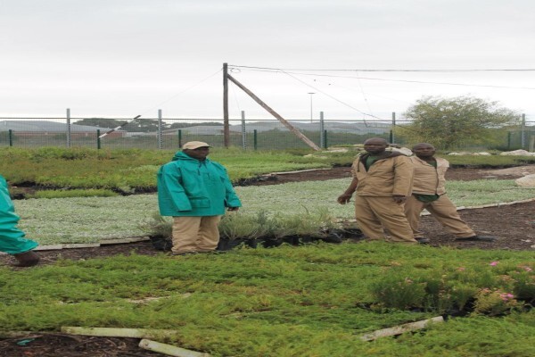Veld And Fynbos Propagation Nursery