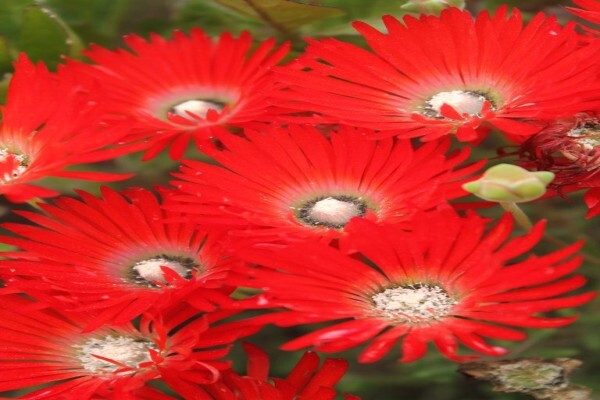 Veld And Fynbos Propagation Nursery