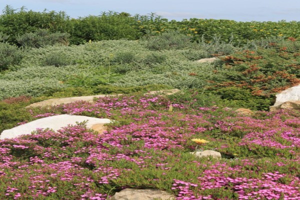 Veld And Fynbos Propagation Nursery