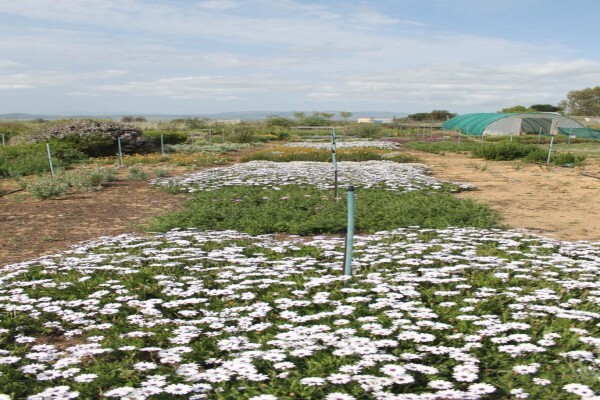 Veld And Fynbos Propagation Nursery