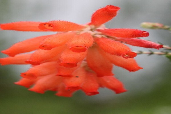 Veld And Fynbos Propagation Nursery