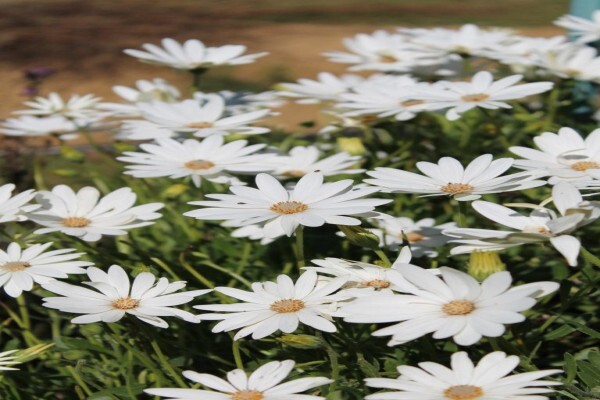 Veld And Fynbos Propagation Nursery