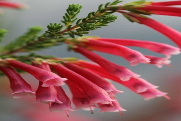 Veld And Fynbos Propagation Nursery