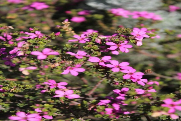 Veld And Fynbos Propagation Nursery